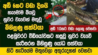 අඩි 6කට වඩා දිග සත්වයෙක් නුවර වැවෙන් මතුවෙයි?  | Giant Alligator Gar Kandy Lake