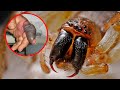 9 Most Dangerous and Freakiest Arachnids