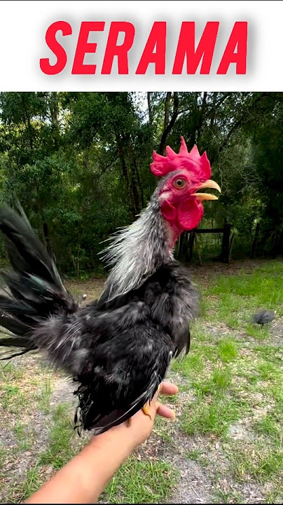Rooster Crowing 🐓🎉 Suara Ayam Berkokok #roostercrowing #shortsviral #shorts
