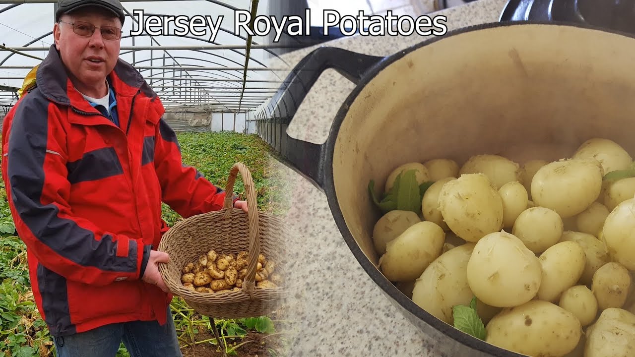 how long to cook jersey royal potatoes