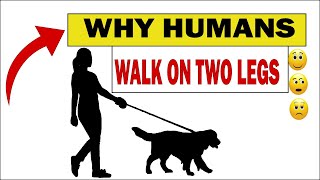 Why people Walk on Two Legs While Animals Walk on Four