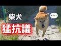 【柴犬】手抜きのお散歩をしたら大変なことになりました！shiba inu