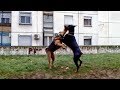 Doberman vs Airedale Terrier の動画、YouTube動画。