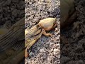 &iexcl;El insecto m&aacute;s raro que excava t&uacute;neles!
