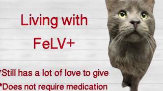 Help The Felv Cats At Cacc
