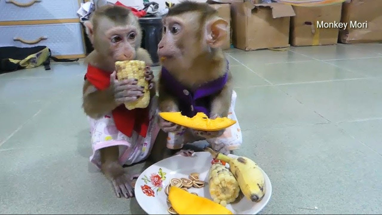 Special Lunch Time Of Baby Monkey Dodo And Mori