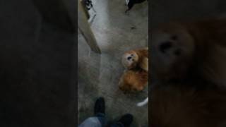 нападение стаи собак нападение стаи собак