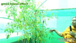 growing tomatos in green house vegetable gardening tips