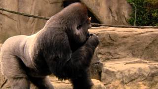 Gladys' Gorillafication 14 Months the Big Ending - Cincinnati Zoo