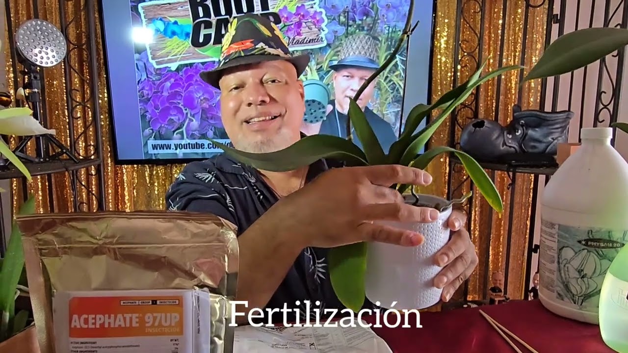 Boot Camp #057: Qué hacer con las orquídeas después de la floración