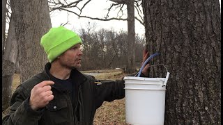 Black Walnut Syrup, Part 1:  Tapping the Trees