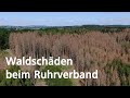 Waldschäden beim Ruhrverband