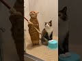 Improvisation in the shower room！昂った魂の歌を歌う猫セッション