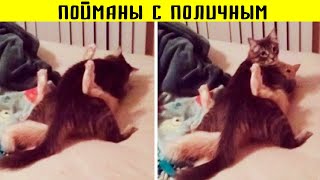 Животные которые довели хозяев до нервного срыва