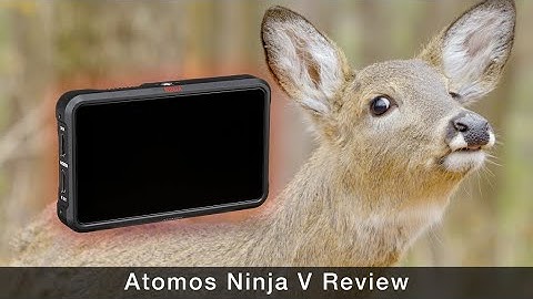 Atomos Ninja V Review for Wildlife Video (w/ Sony a7S III)
