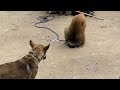 Haryanvi bandar aur dog ka khel - video from my phone comedy funny videos