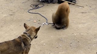 Haryanvi bandar aur dog ka khel - video from my phone comedy funny videos