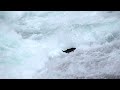Salmon failing to jump over waterfalls in British Columbia