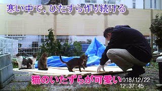 野良ニャンズ　野良猫の大量保護　猫ハウス大作戦　猫ハウス完成　その１