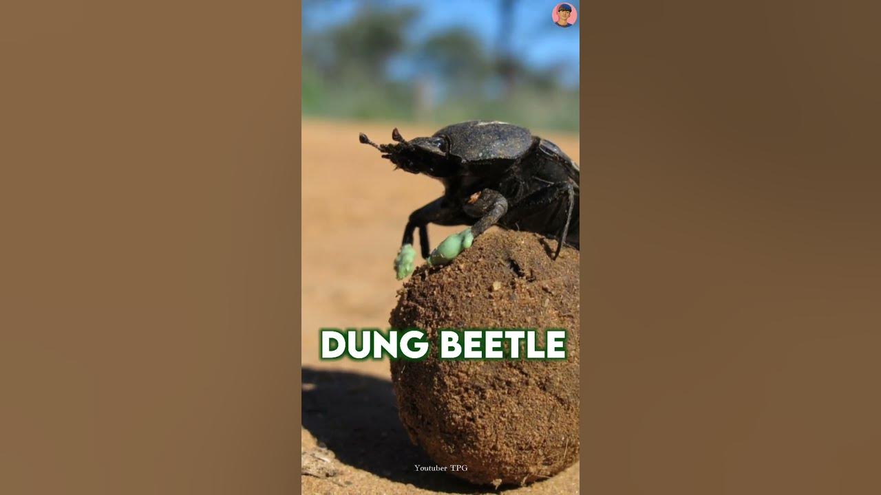 the-most-powerful-animal-in-the-world-youtube