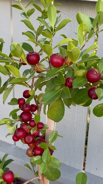 easiest-fruit-tree-to-grow-for-small-spaces-gardener-gardening