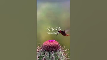 ياسر الدوسري سورة الحج
