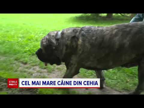 Video: Ce rase de câini mănâncă coreenii