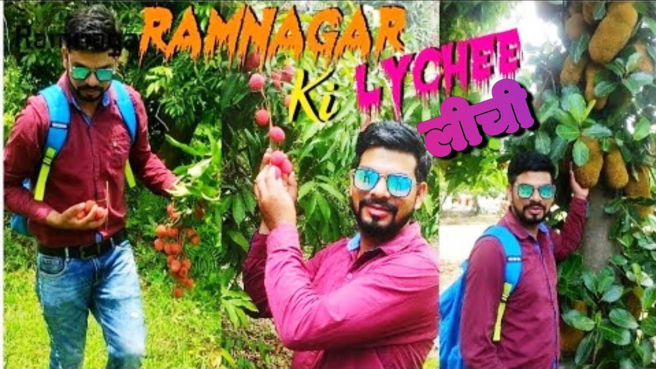 |LYCHEE GARDEN| |RAMNAGAR| A SHORT VISIT. KALADHUNGI RAMNAGAR UTTARAKHAND.|रामनगर की लीची| 