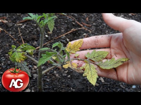 Wideo: Co to jest pomidor z nadzieniem żółtym – Uprawa roślin pomidora z nadzieniem żółtym