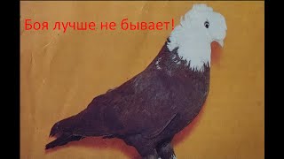 Выведенные мной голуби, летят лучше любой туркменской птицы!