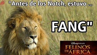 FANG | El LEÓN QUE PUDO VENCER a NOTCH | DOCUMENTAL