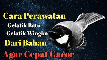 CARA PERAWATAN GELATIK BATU BAHAN AGAR CEPAT GACOR