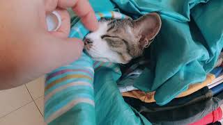 Bublik the cat loves fresh linen by Bublik funny cat 132 views 2 years ago 5 minutes, 56 seconds