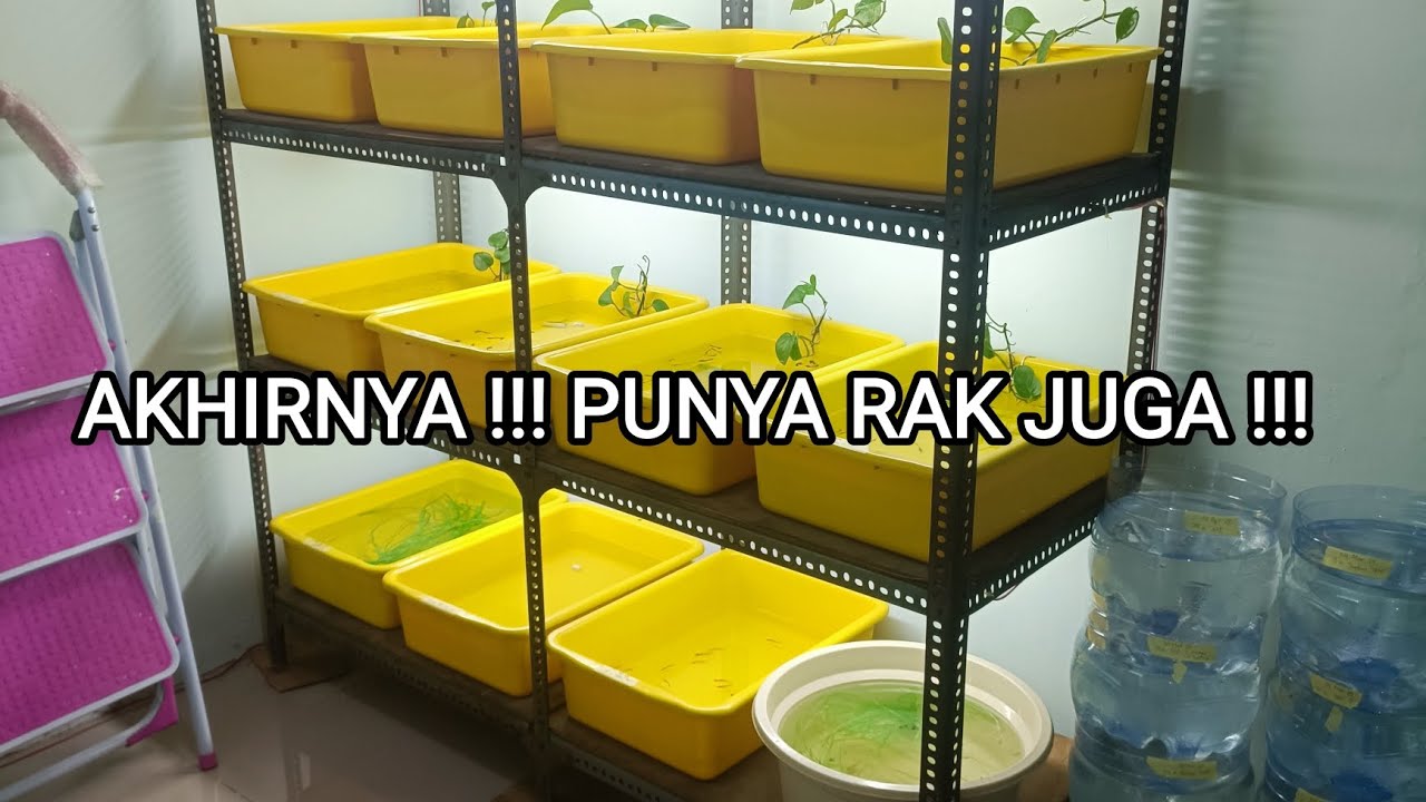 UPGRADE MINI FARM, AKHIRNYA IKAN GUPPY KU PUNYA RAK !!!!