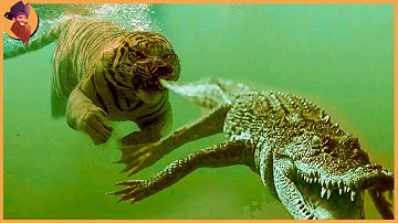 15 Times Alligators And Crocodiles Messed With The Wrong Opponent