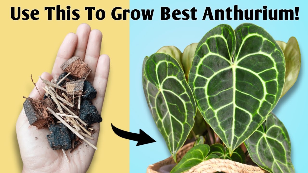 The BEST Potting Mix for Anthurium Anthurium Plant Care Tips YouTube