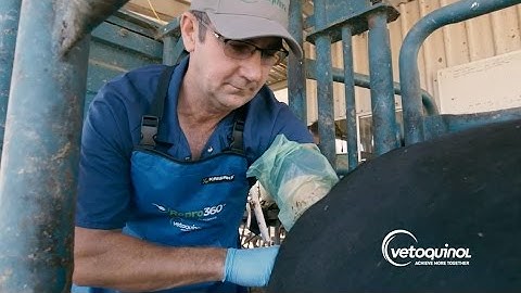 How an AI Technician Inseminates a Cow