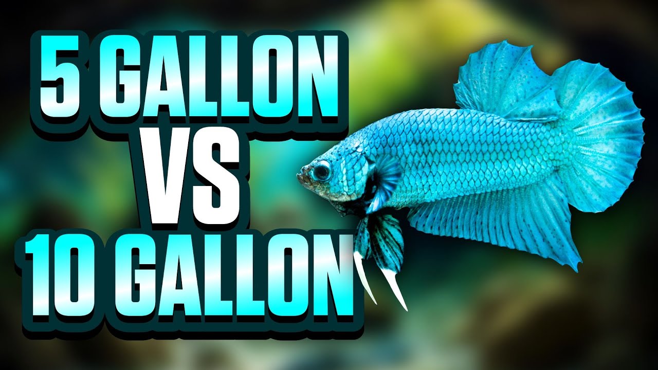 5-gallon-vs-10-gallon-tanks-which-aquarium-size-is-best-for-you-youtube