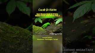 Download Lagu Masteran cucak ijo gacor #kicaumania #suaraburung MP3 Download Lagu Masteran cucak ijo gacor #kicaumania #suaraburung MP3