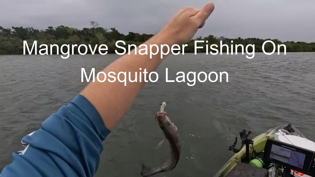 Mangrove Snapper Fishing Mosquito Lagoon - Perception Pescador 12 Kayak ...
