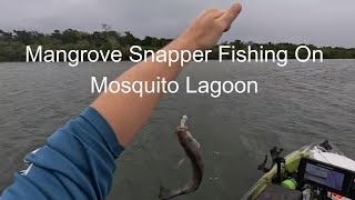 Mangrove Snapper Fishing Mosquito Lagoon  Perception Pescador 12 Kayak