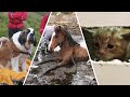 The Best Animal Rescues of 2020