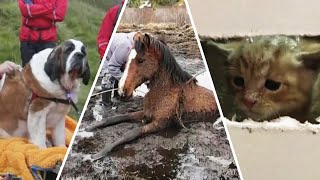 Hair-Raising Animal Rescues of 2020