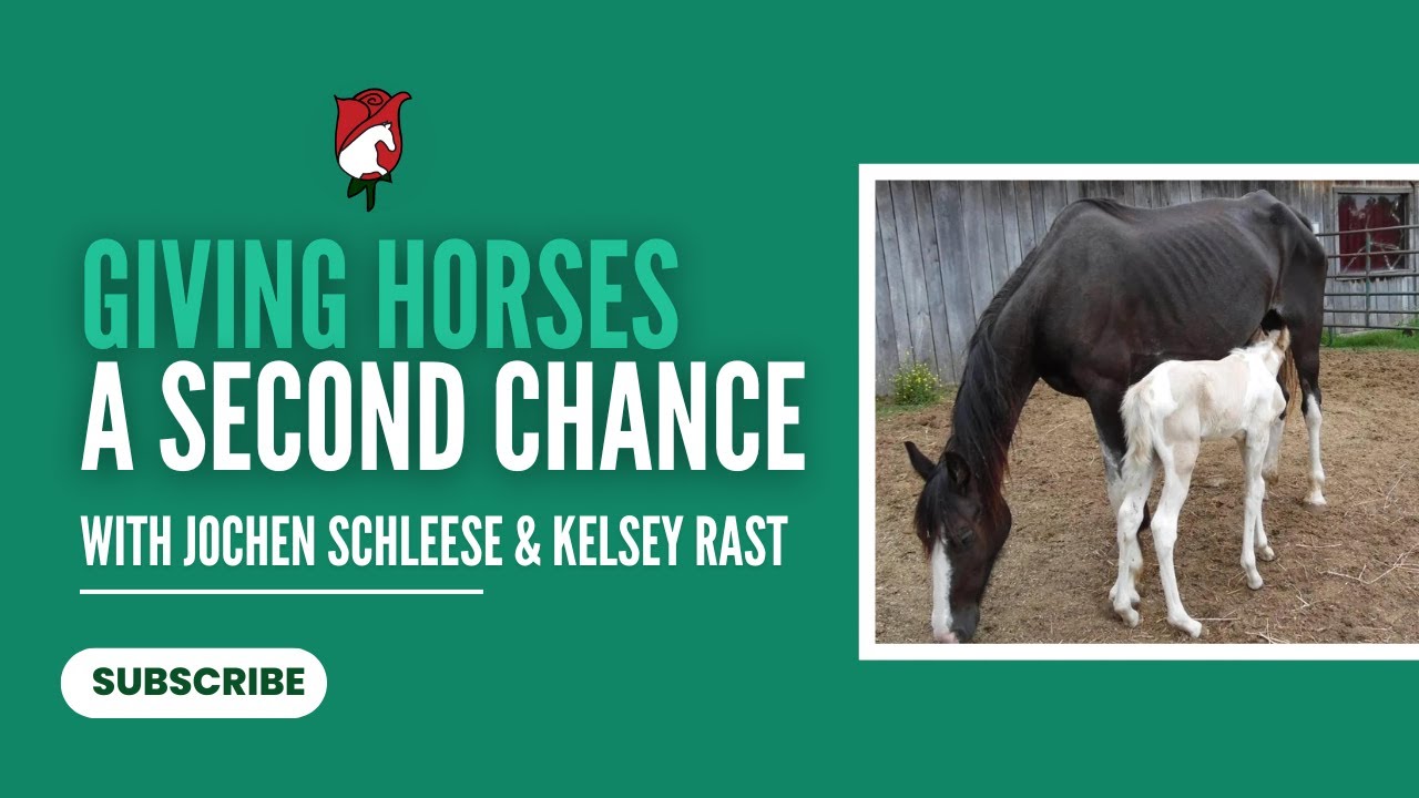 Giving Horses a Second Chance - A Saddlefit 4 Life Fundraising Campaign ...