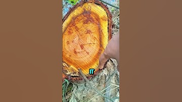 How Can We Tell How Old a Tree Is? 🌳🌳 #tree #wildlife #nature