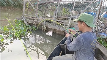 Câu tôm, câu cá tra, câu cá cóc, cá cầy, câu cá dãnh - Cá tính bằng thùng Pê | Câu cá trên bè T404