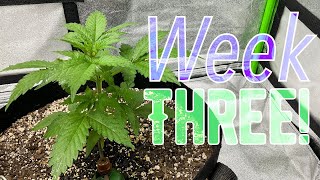 Let’s grow autoflowering cannabis in a closet! Week 3!