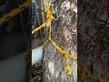 Los nudos se rompen ! #treework