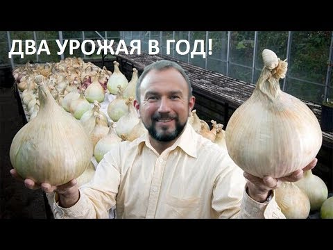 Все о ПОСАДКЕ ЧЕСНОКА на зиму для ОГРОМНЫХ урожаев!