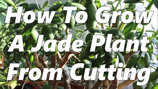 How To Grow A Jade Plant From Branch And Leaf Cuttings